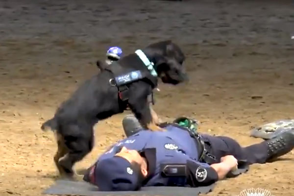 心臓マッサージをする警察犬が可愛い これはとても大事 Koperi チワワのコペリ
