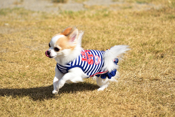 犬服：Looky ルッキー ワンピース/ネイビー クーリング素材UchimizuDry 熱中症対策ドッグウェア