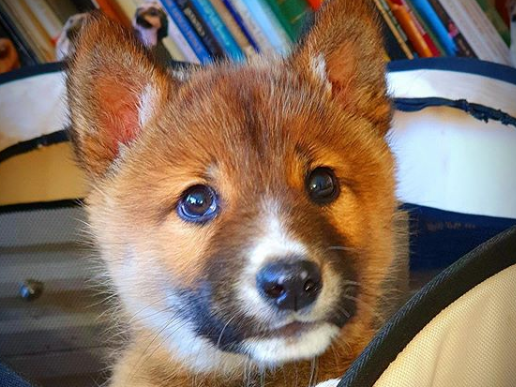 犬だけど 犬じゃなかった 可愛い子犬ワンディのｄｎａは純血種１００ の希少なディンゴ Koperi チワワのコペリ