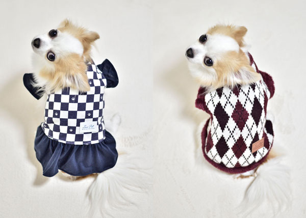 Daiso ダイソー 犬服３００円セーターの本音レビュー Koperi チワワのコペリ